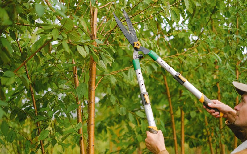 Tree trimming in Princeton, OR